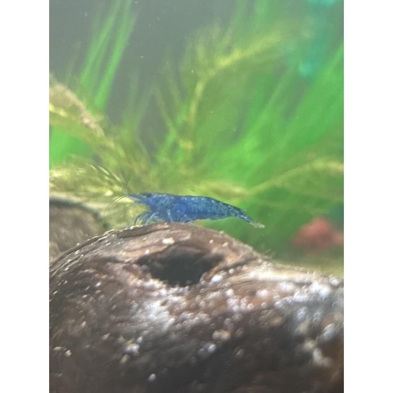 10 assorted shrimp mix