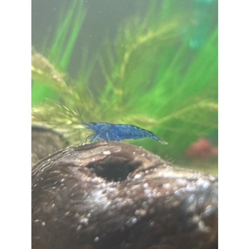 5 Blue Dream Shrimp