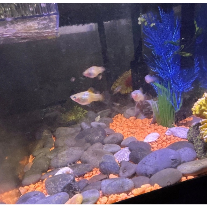 Blue Wag × Sunset Calico Hybrid Platy (Blue/Green Iridescent) 10 Pack