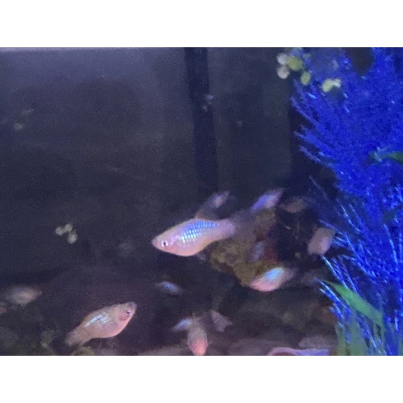 Blue Wag × Sunset Calico Hybrid Platy (Blue/Green Iridescent) 10 Pack