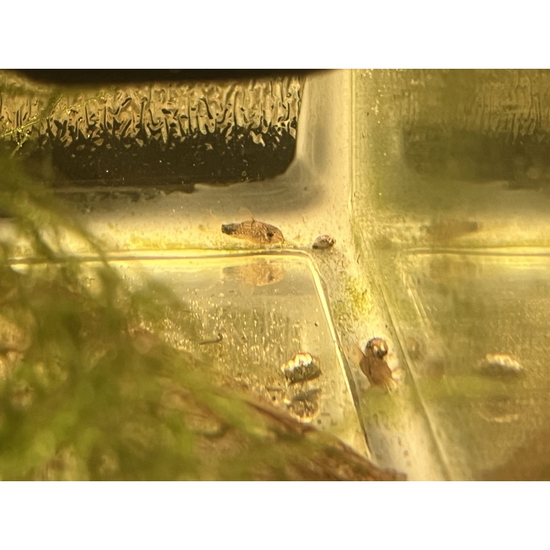 Corydoras similis (Smudge-Spot Cory) Group of 6