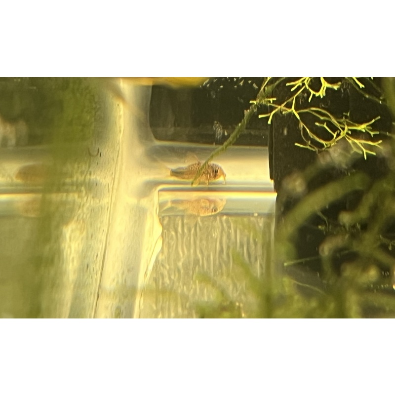 Corydoras similis (Smudge-Spot Cory) Group of 6