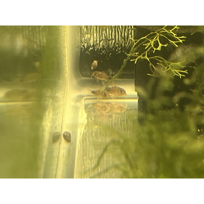 Corydoras similis (Smudge-Spot Cory) Group of 6