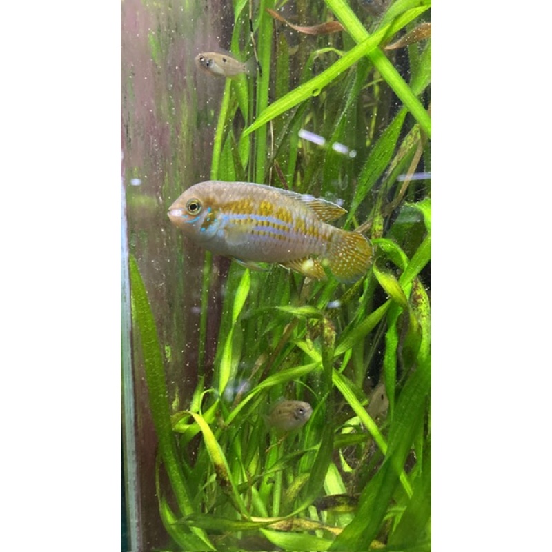 Group of 3 Araguaia Dwarf Acaras (Laetacara araguaiae)