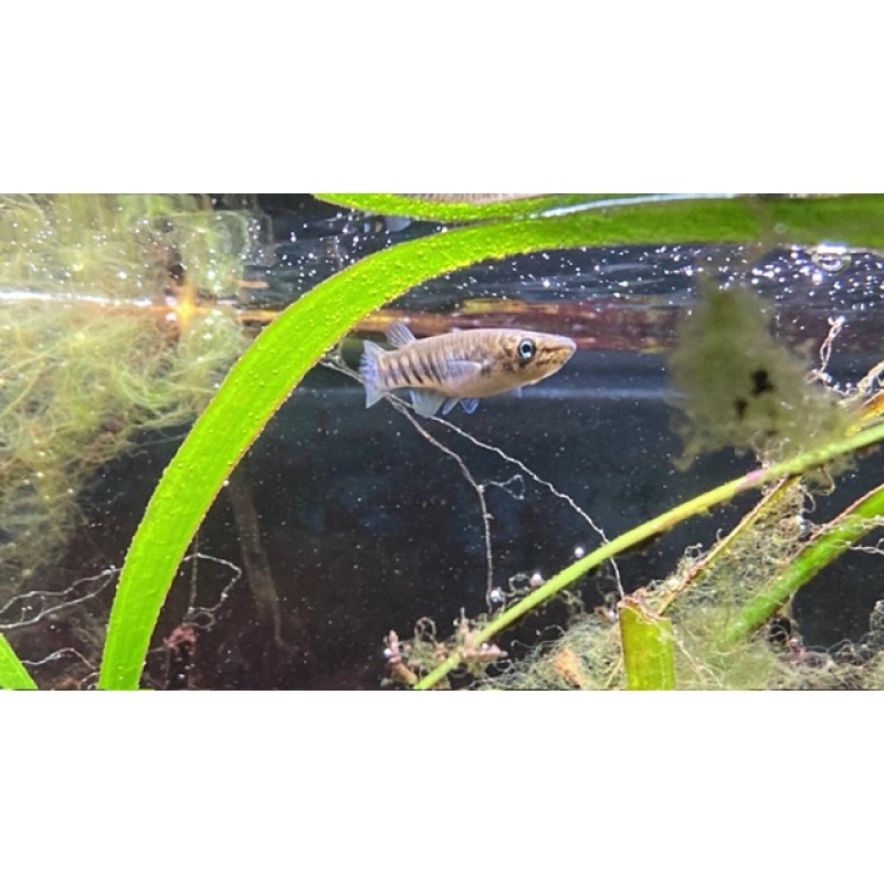 Group of 10 Epiplatys Spilargyreius Killifish