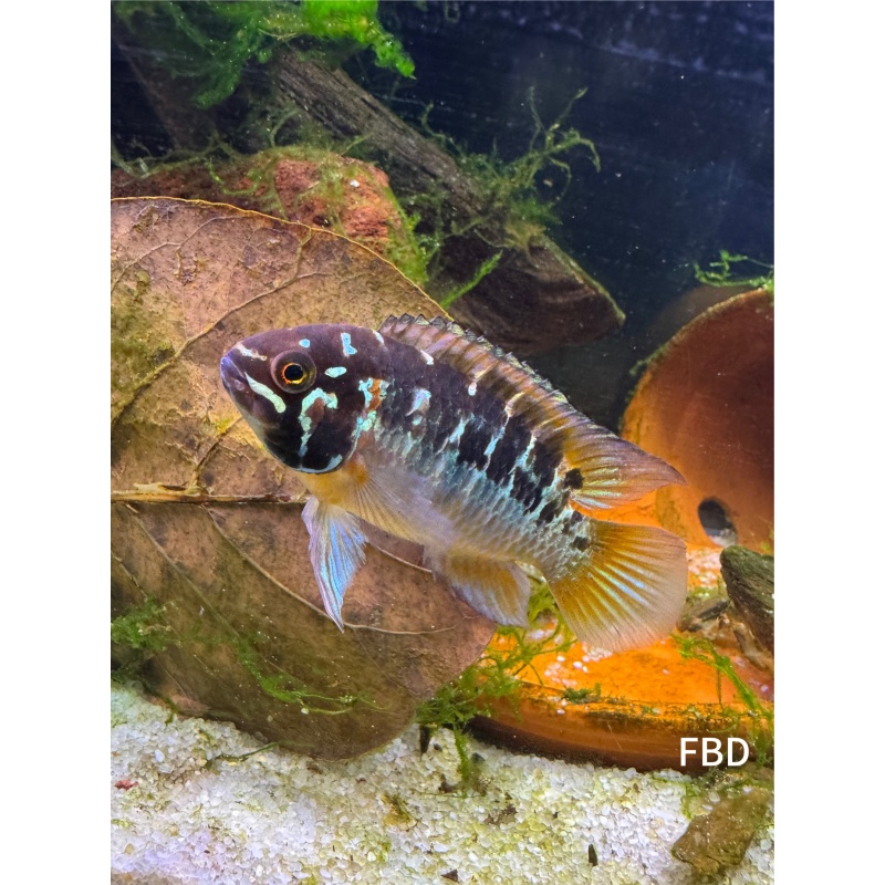 Aquarium Fish 6 Ivanacara Bimaculata