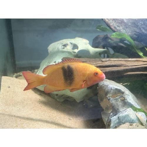 Juvenile Paretroplus nourissati for sale