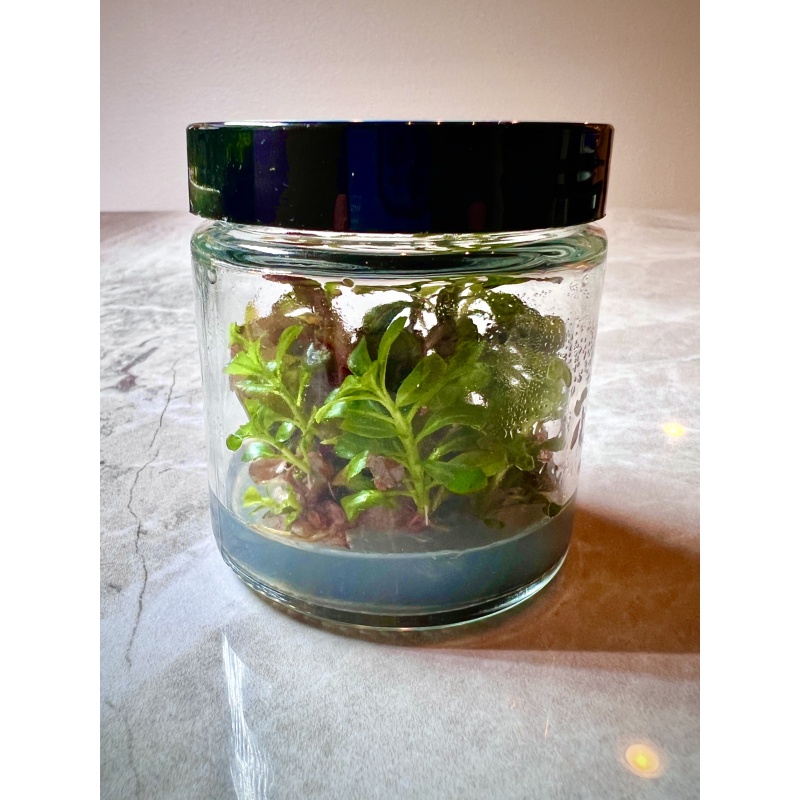 Ludwigia Sphaerocarpa Tissue Culture
