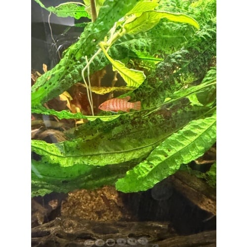 Male Scarlet Badis