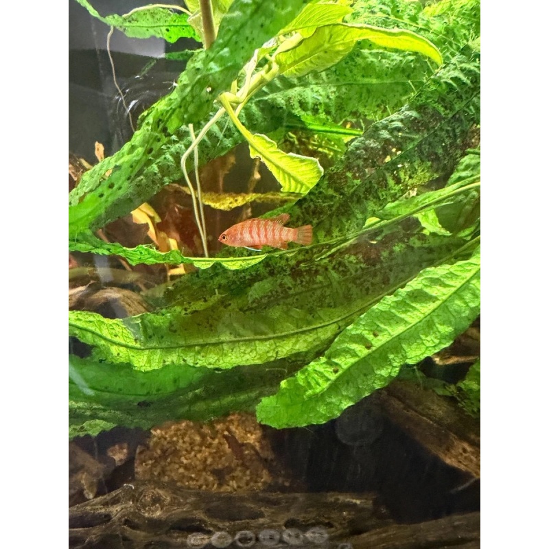 Male Scarlet Badis