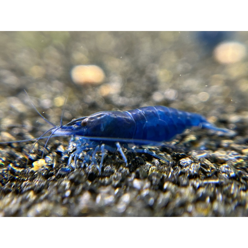 10 (+1 DOA) Blue Diamond Shrimp