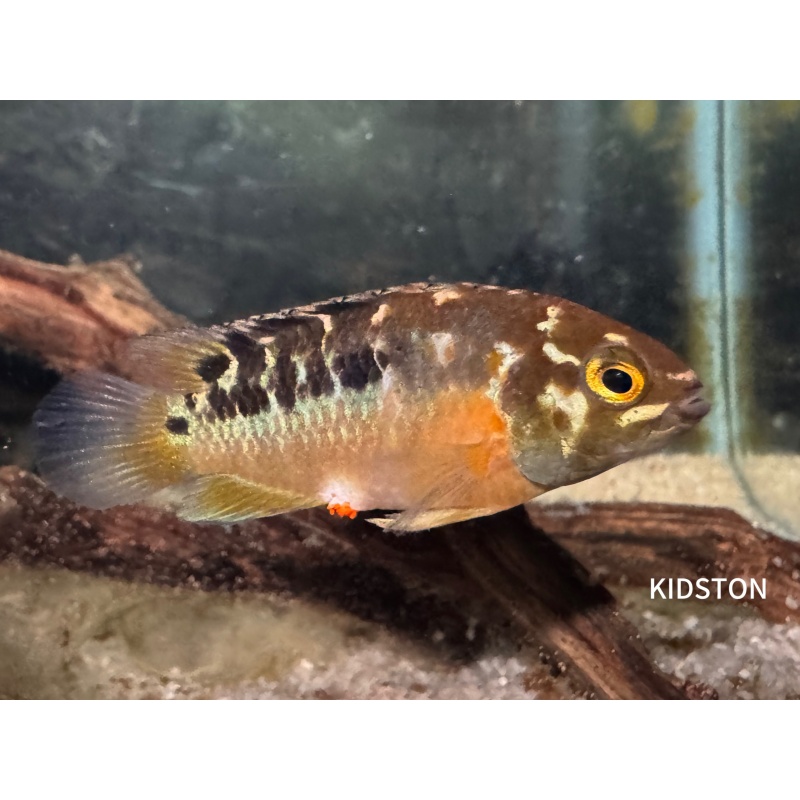 Aquarium Fish 6 Ivanacara Bimaculata