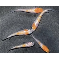 10+ Fry Red Cliff Medaka  Aka. Japanese Rice Fish. US Bred