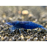 10 (+1 DOA) Blue Diamond Shrimp