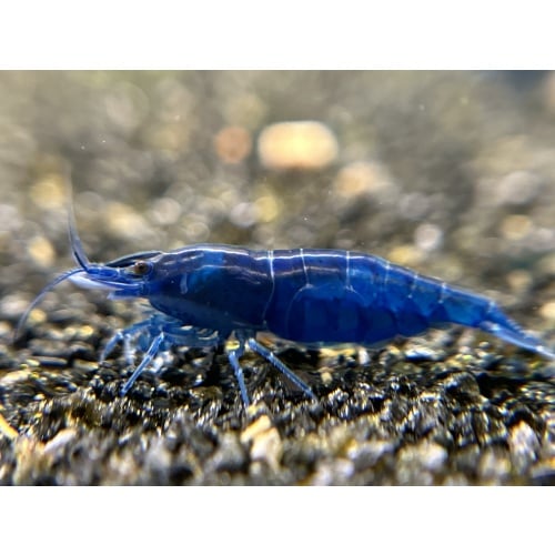 10 (+1 DOA) Blue Diamond Shrimp