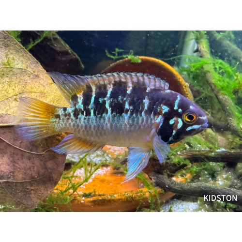 Male /Female Pair of Ivanacara Bimaculata