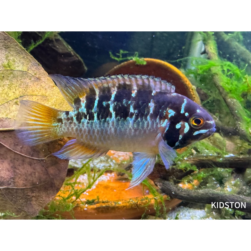 Male /Female Pair of Ivanacara Bimaculata