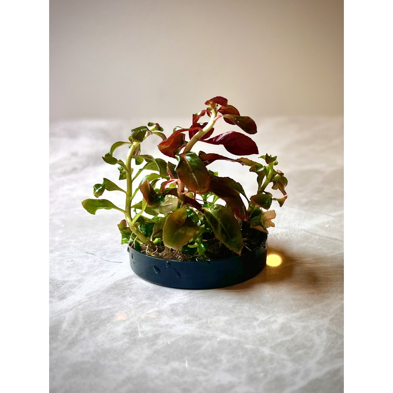Ludwigia Sphaerocarpa Tissue Culture
