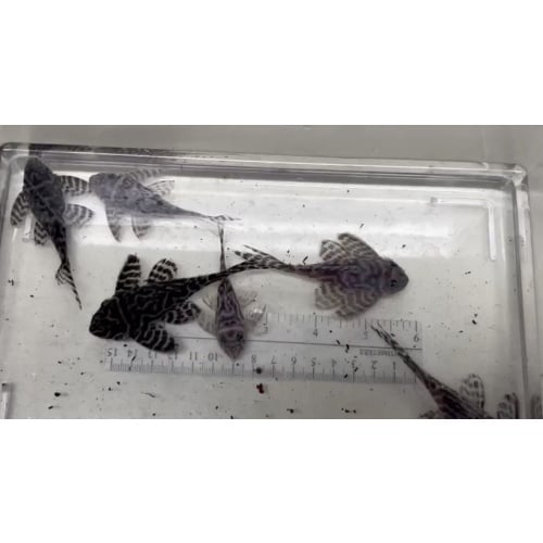 L173 - Will's Line Hypancistrus Places Adult Breeding Group (6 total)