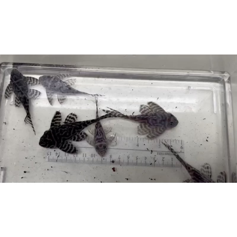 L173 - Will's Line Hypancistrus Places Adult Breeding Group (6 total)