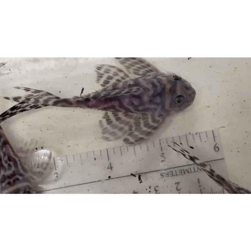 L173 - Will's Line Hypancistrus Places Adult Breeding Group (6 total)