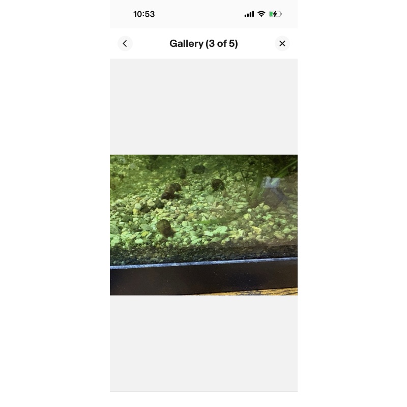 (100) Ramshorn/Bladder Snails. Feeders or Clean up Crew