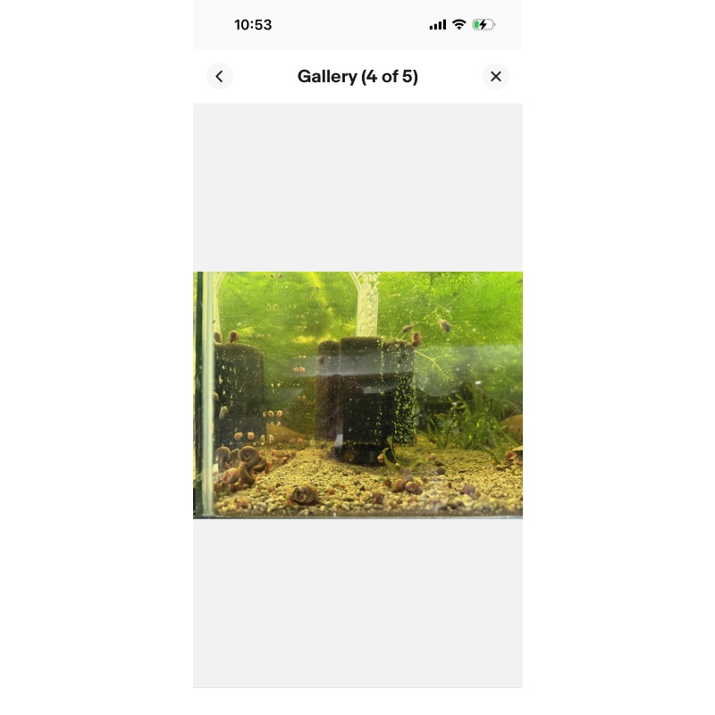 (100) Ramshorn/Bladder Snails. Feeders or Clean up Crew