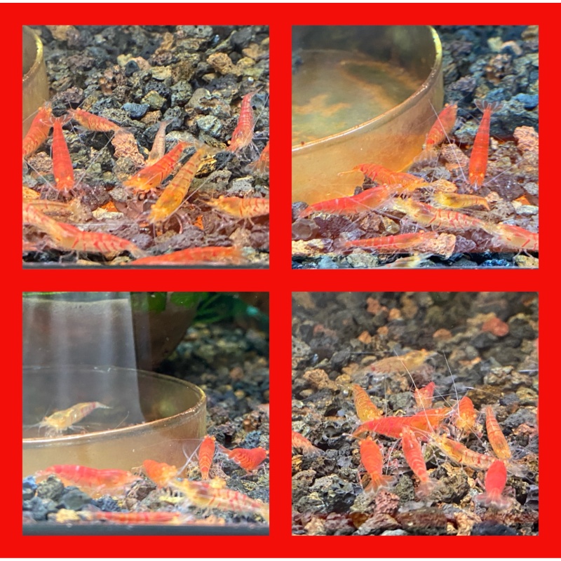 Orange Eye Red Tiger shrimp 5+1+Bonus Items