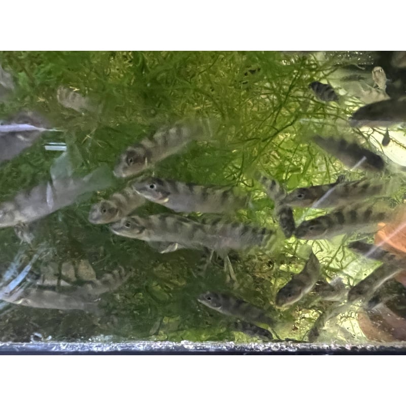 Nanochromis transvestitus