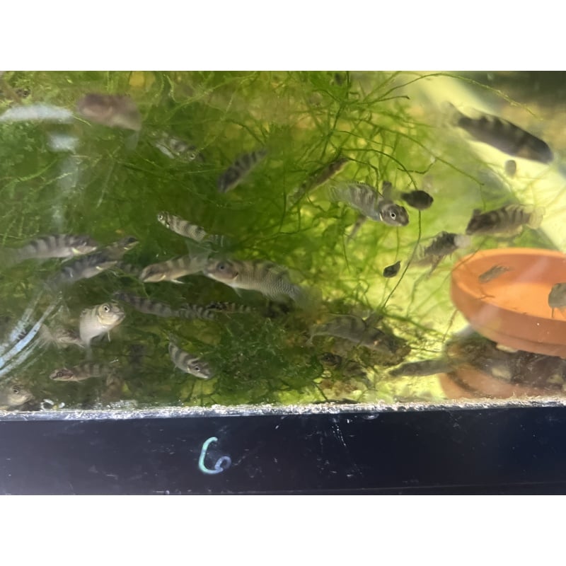 Nanochromis transvestitus