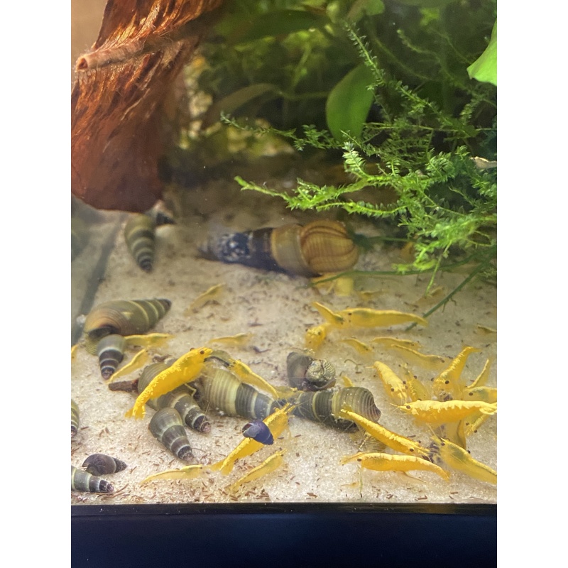 Yellow 24K shrimp 20+2+bonus items