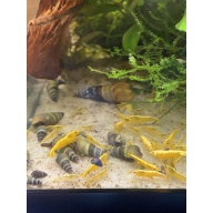 24k Yellow Neocaridina Shrimp 20+2+Bonus items