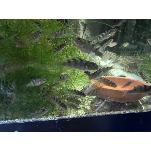 Nanochromis transvestitus