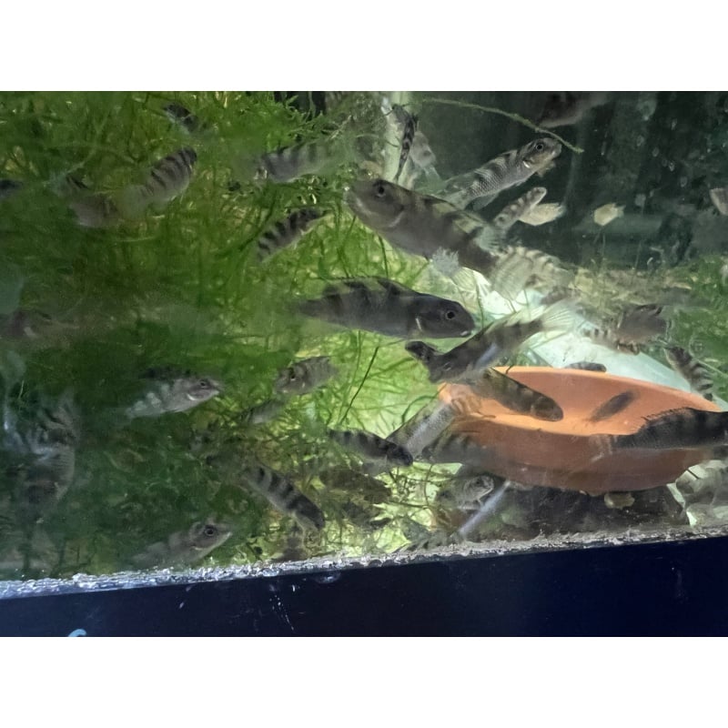 Nanochromis transvestitus