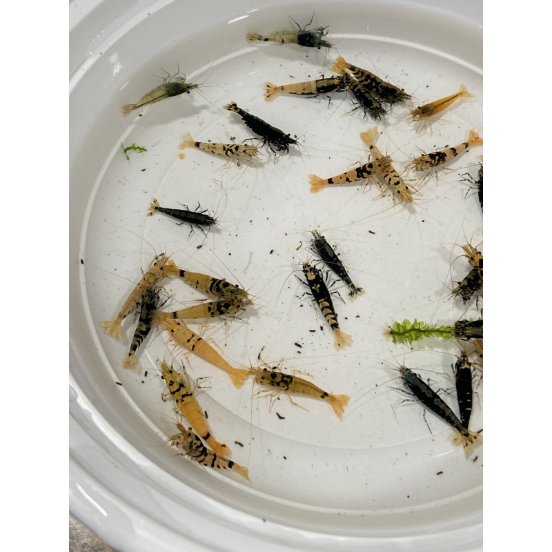 Galaxy Tiger Caridina Mix lot
