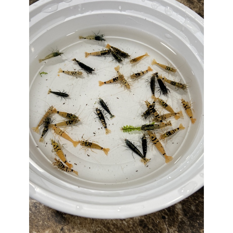 Galaxy Tiger Caridina Mix lot