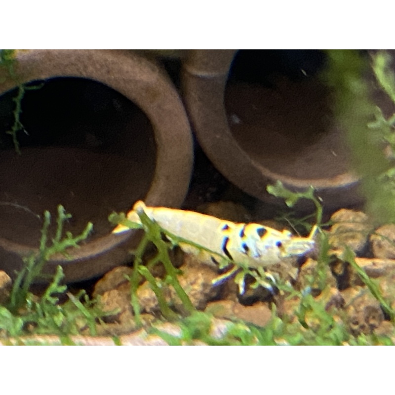 Galaxy Tiger Caridina Mix lot