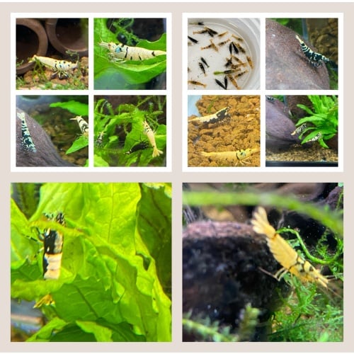 Galaxy Tiger Caridina Mix lot