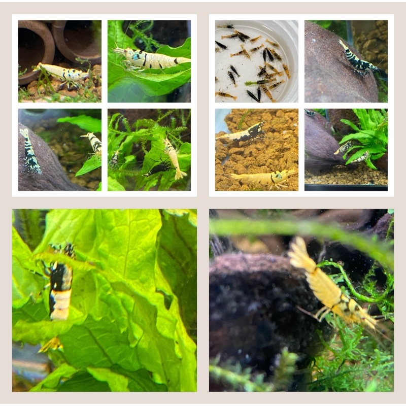 Galaxy Tiger Caridina Mix lot