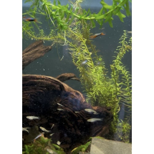 Blue Star Endler Trio