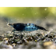 10 (+1 DOA) Blue Carbon Rili Shrimp