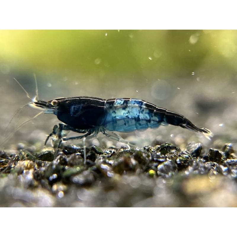 10 (+1 DOA) Blue Carbon Rili Shrimp