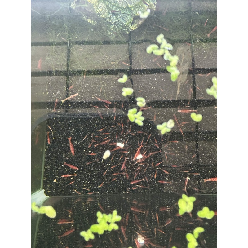 20 (+2 DOA) Red Cherry Shrimp