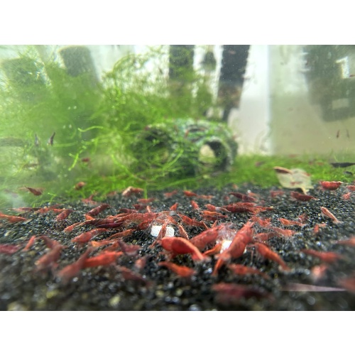 20 (+2 DOA) Red Cherry Shrimp