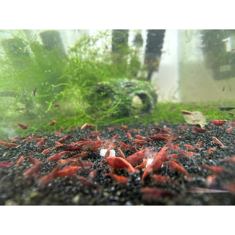 20 (+2 DOA) Red Cherry Shrimp