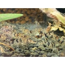 Raccoon Tiger 20+2 + cholla and almond leave sample