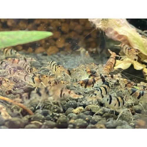 Raccoon Tiger
