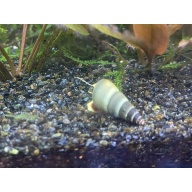 Sulawesi Yellow Poso Snails x5