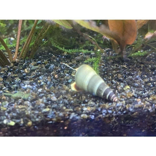 Sulawesi Yellow Poso Snails x5