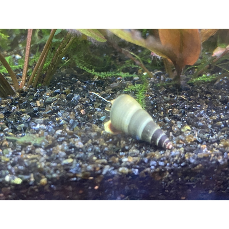Sulawesi Yellow Poso Snails x5